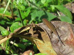 Eutropis rugifera