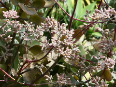 Crassula multicava