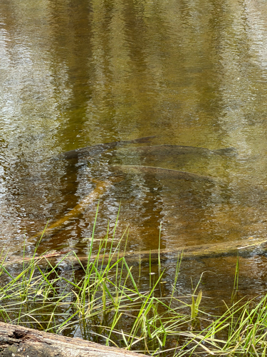 Cyprinus carpio