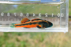 Snubnose Darter photo 2
