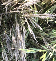 Bromus lanceolatus