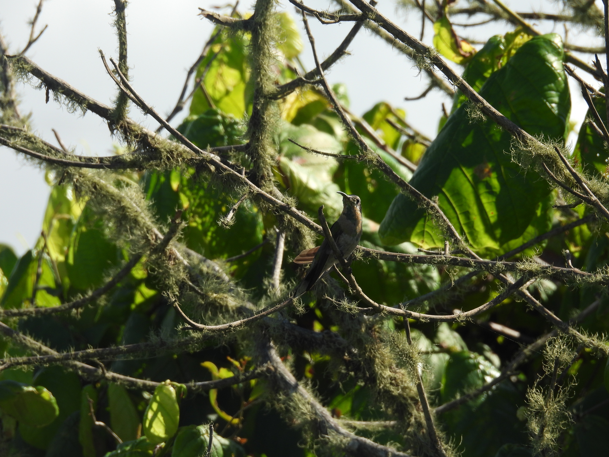 White-tailed Goldenthroat (Polytmus guainumbi), photo 3