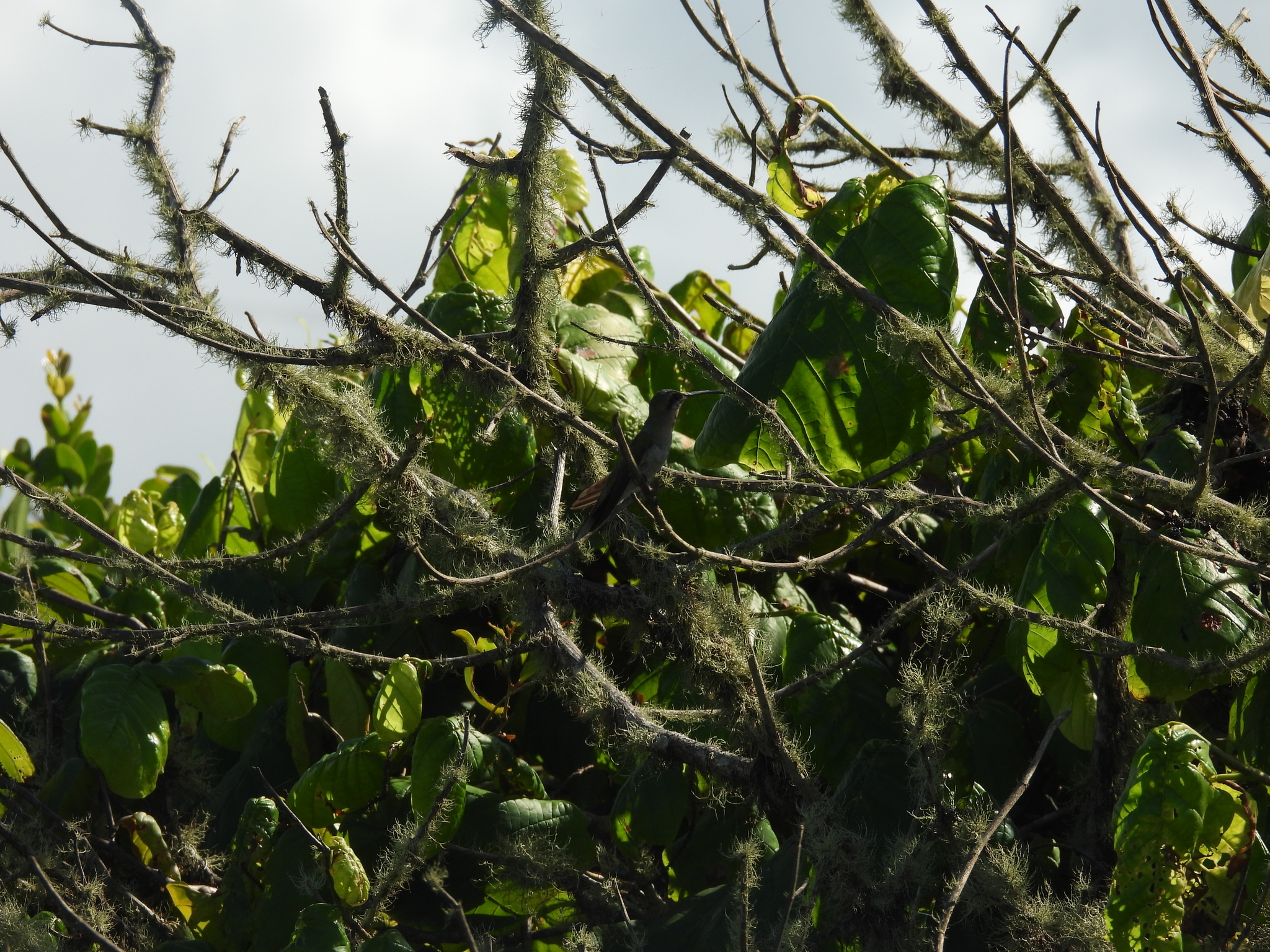 White-tailed Goldenthroat (Polytmus guainumbi), photo 4