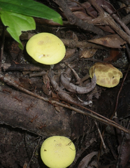 Pulveroboletus