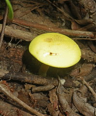 Pulveroboletus
