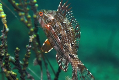 Marine Rainbowfish photo 4