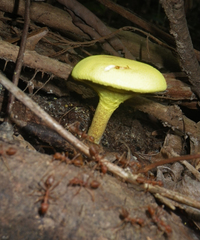 Pulveroboletus