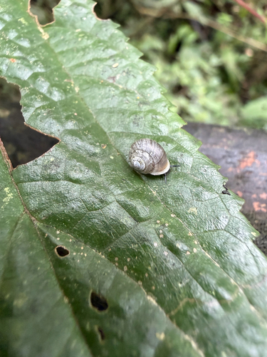 Aphanoconia observed 2026-05-04
