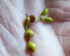 Eucalyptus macarthurii