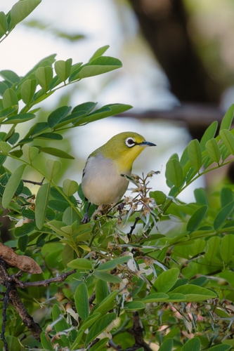 Swinhoe's White-eye