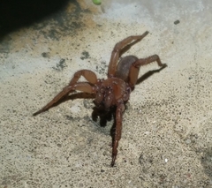 Myrmekiaphila comstocki