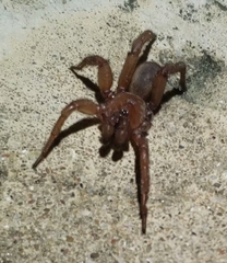 Myrmekiaphila comstocki