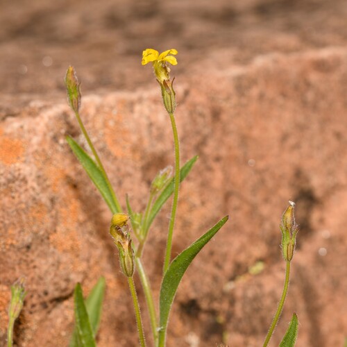 Goodenia berardiana observed 2026-03-31