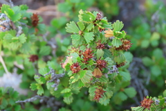 Myrothamnus flabellifolius, photograph author not stated, no rights reserved