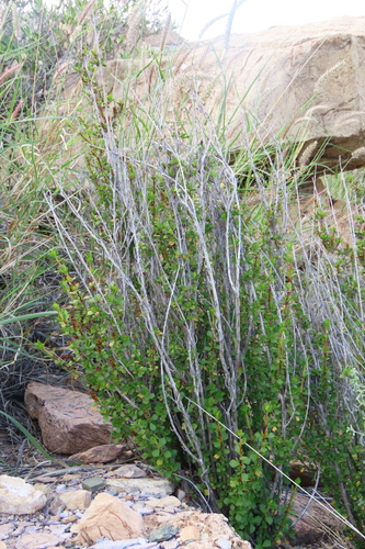 Myrothamnus flabellifolius, photograph 5