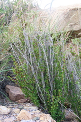 Myrothamnus flabellifolius, photograph author not stated, no rights reserved