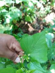 Spananthe paniculata