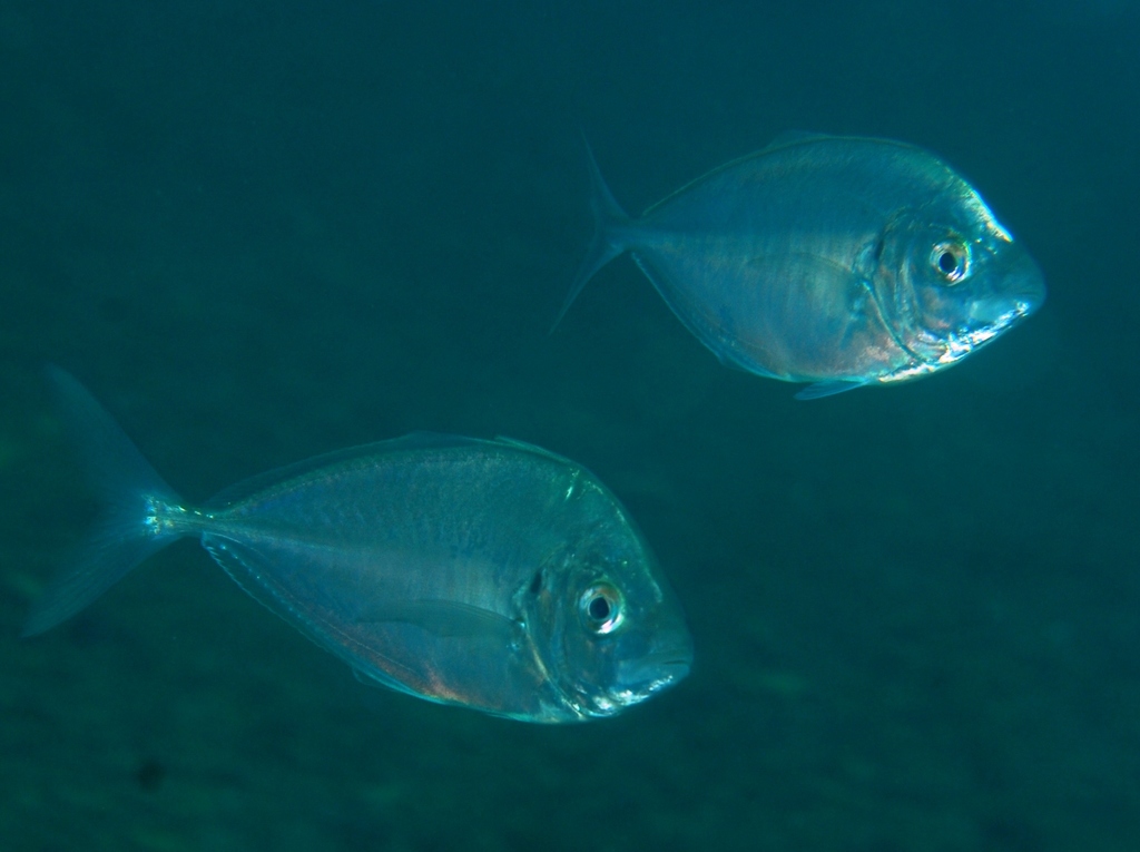 Skipjack Trevally From Rapid Bay Jetty Rapid Bay SA 5204 Australia On skipjack-trevally-from-rapid-bay-jetty-rapid-bay-sa-5204-australia-on
