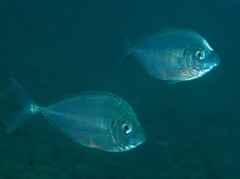 Pseudocaranx wrighti