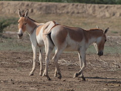 Equus hemionus khur