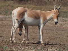 Equus hemionus khur