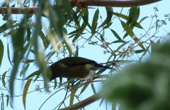 Eucalyptus macarthurii