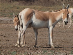 Equus hemionus khur