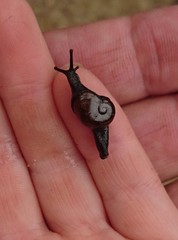 Helicarion cuvieri