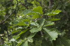 Quercus crispula