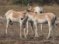 Equus hemionus khur