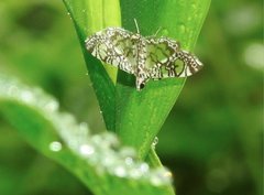 Glyphodes onychinalis