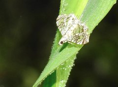 Glyphodes onychinalis