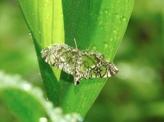 Glyphodes onychinalis