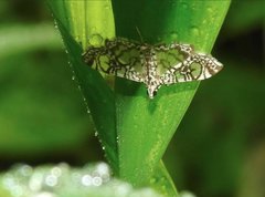 Glyphodes onychinalis