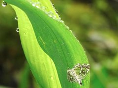 Glyphodes onychinalis