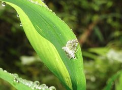 Glyphodes onychinalis