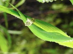 Glyphodes onychinalis