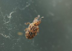 Brachycoryna melsheimeri