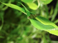 Glyphodes onychinalis