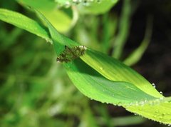 Glyphodes onychinalis