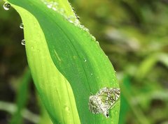 Glyphodes onychinalis