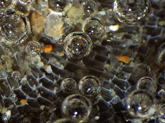 Membranipora membranacea