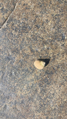 Common Periwinkle