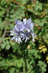 Lactuca soongorica