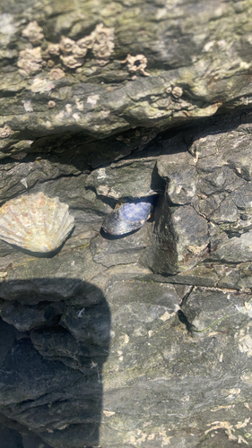 Blue Mussel