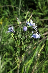 Lactuca soongorica