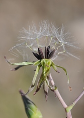 Lactuca soongorica