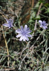 Lactuca soongorica