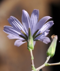 Lactuca soongorica