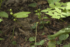 Pyrola renifolia